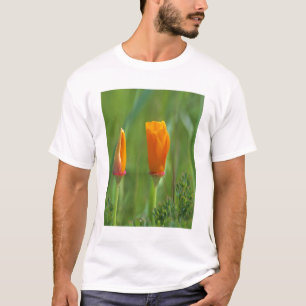 Kalifornische goldene Mohnblumen auf einem grünen T-Shirt