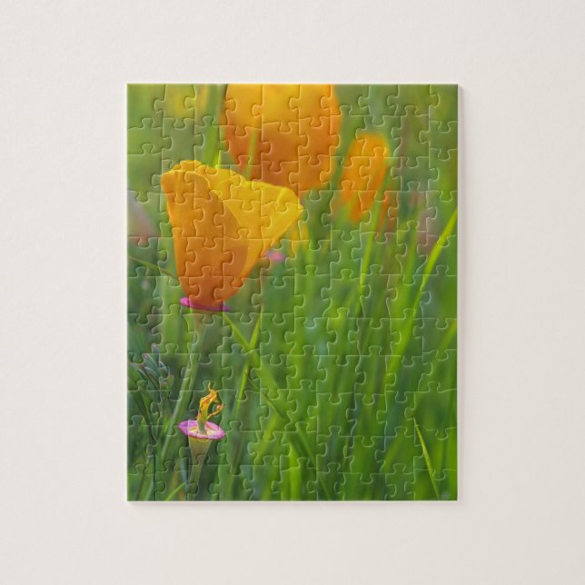 Kalifornische Goldmohn auf einem grünen Feld (Vertikal)