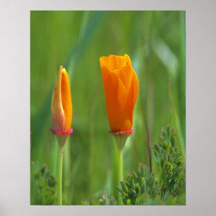 Kalifornische Goldmohn auf einem grünen Feld Poster