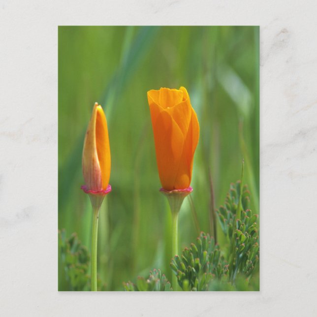 Kalifornische Goldmohn auf einem grünen Feld Postkarte (Vorderseite)