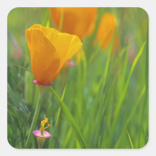 Kalifornische Goldmohn auf einem grünen Feld Quadratischer Aufkleber