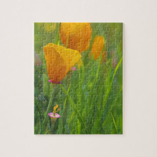 Kalifornische Goldmohnblumen auf einem grünen Feld