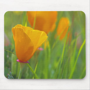 Kalifornische Goldmohnblumen auf einem grünen Feld Mousepad