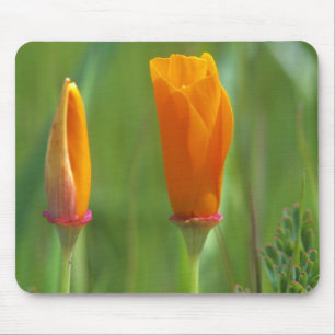 Kalifornische Goldmohnblumen auf einem grünen Feld Mousepad
