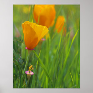 Kalifornische Goldmohnblumen auf einem grünen Feld Poster