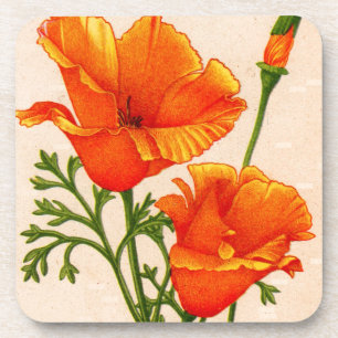 Kalifornische Mohn Kalifornien-Mohn in Orange Getränkeuntersetzer