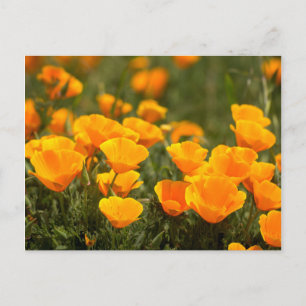 Kalifornische Mohnblumen, Montana de Oro State Par Postkarte
