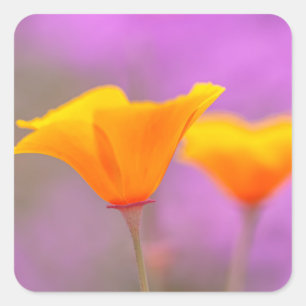 Kalifornische Mohnblumen Quadratischer Aufkleber