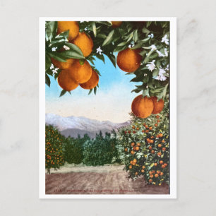 Kalifornische Orangenhaine Vintage-Postkarte Postkarte