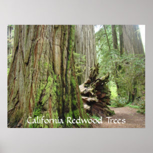 Kalifornische Redwood-Bäume Kunstwerke Große Redwo Poster