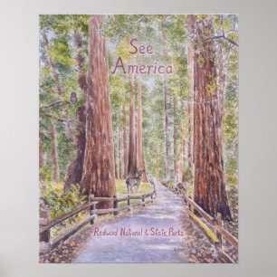 Kalifornische Redwoods Poster