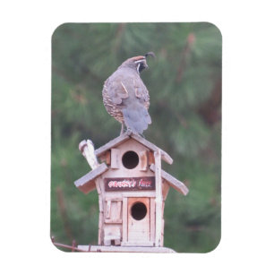 Kalifornische Schopfwachtel auf Vogelhaus-Magnet Magnet