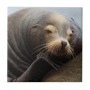 Kalifornische Seelenruhe Fliese