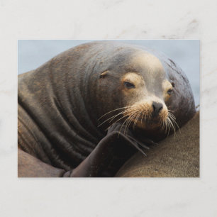 Kalifornische Seelenruhe Postkarte