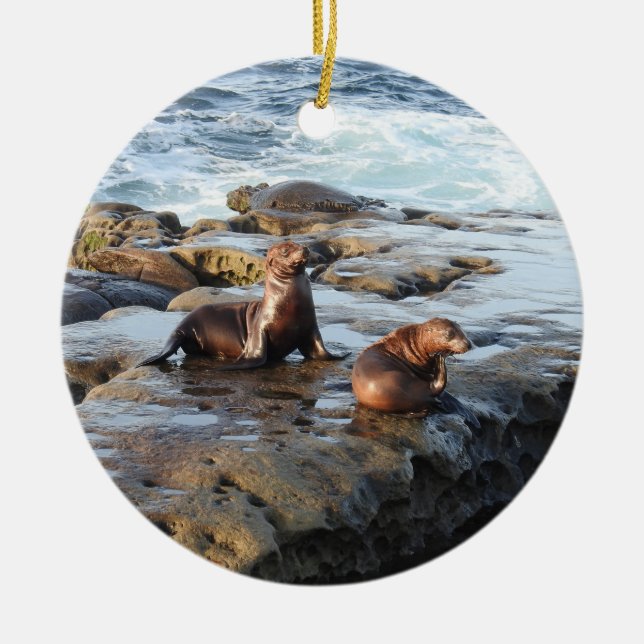 Kalifornische Seelöwen, wild lebende Tiere, Kerami Keramik Ornament (Vorne)