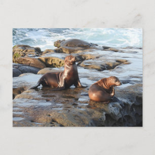 Kalifornische Seelöwen, wild lebende Tiere, Postka Postkarte