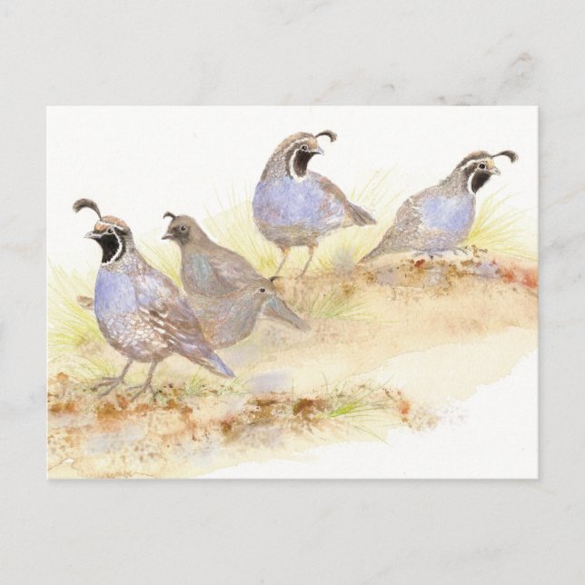 Kalifornische Wachteln, Vögel, Natur, Postkarte (Vorderseite)