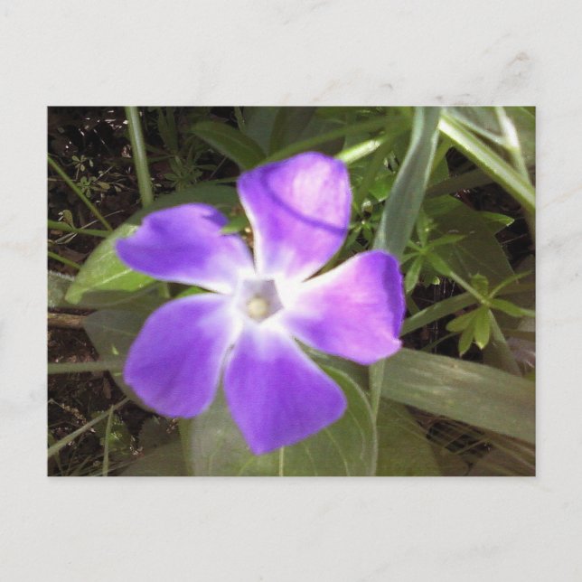 Kalifornische Wildblume Postkarte (Vorderseite)