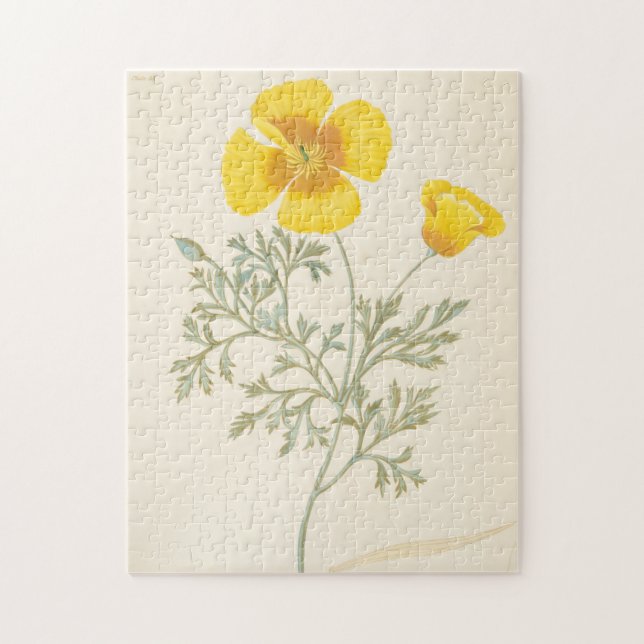 Kalifornischer Eschscholtzia (Vertikal)