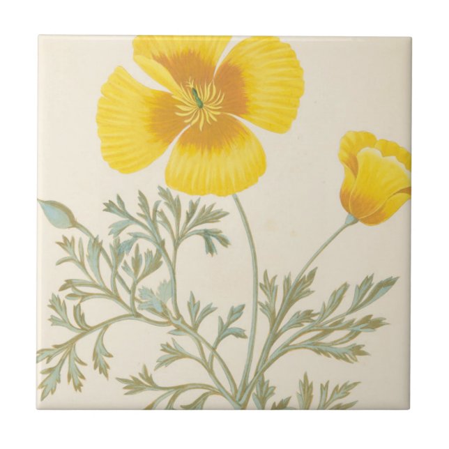 Kalifornischer Eschscholtzia Fliese (Vorderseite)