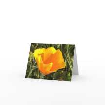 Kalifornischer Goldener Mohn - 1
