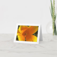 Kalifornischer Goldener Mohn - 3
