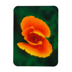 Kalifornischer Mohn Magnet