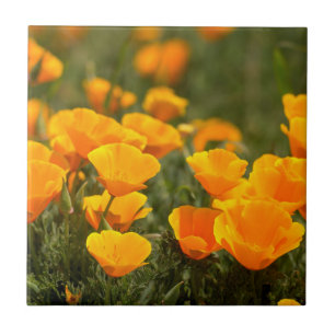 Kalifornischer Mohn, Montana de Oro State Park Fliese