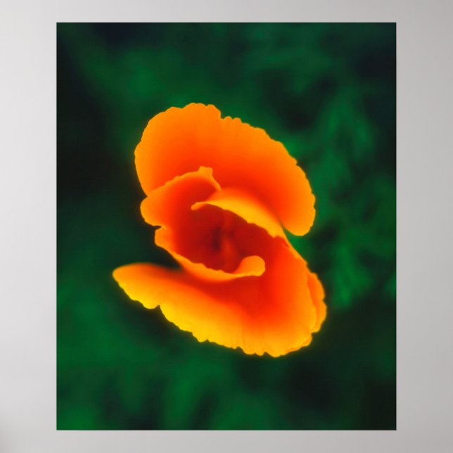 Kalifornischer Mohn Poster (Vorne)