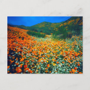 Kalifornischer Mohn und Popcorn Wildblumen Postkarte