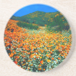 Kalifornischer Mohn und Popcorn-Wildblumen Untersetzer