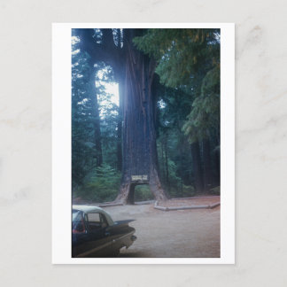 Kalifornischer Redwood Oldtimer Postkarte