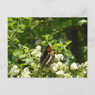 Kalifornischer Schwesterfalter in Yosemite Postkarte