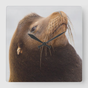 Kalifornischer Seelöwe Quadratische Wanduhr