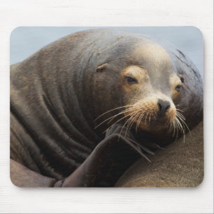 Kalifornischer Seelöwe ruht Mousepad