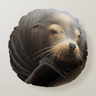Kalifornischer Seelöwe ruht Rundes Kissen