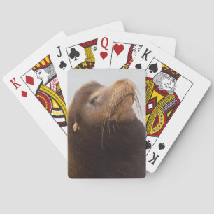 Kalifornischer Seelöwe Spielkarten