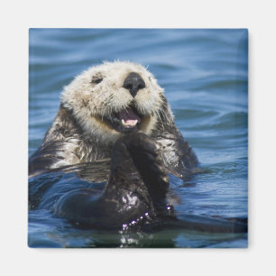 Kalifornischer Seeotter (Enhydra lutris) pflegt si Magnet