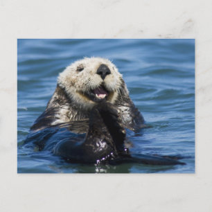 Kalifornischer Seeotter Enhydra lutris) pflegt sic Postkarte