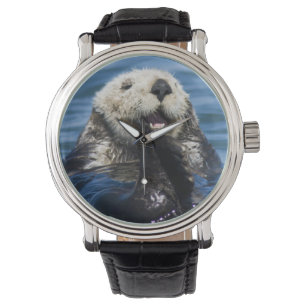 Kalifornischer Seeotter (Enhydra lutris) putzt sic Armbanduhr