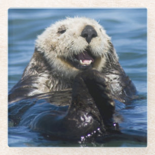 Kalifornischer Seeotter (Enhydra lutris) putzt sic Glasuntersetzer