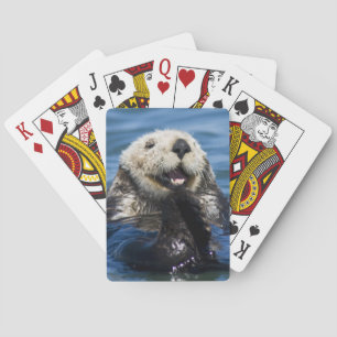 Kalifornischer Seeotter (Enhydra lutris) putzt sic Spielkarten