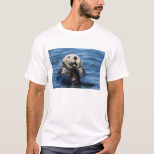 Kalifornischer Seeotter (Enhydra lutris) putzt sic T-Shirt