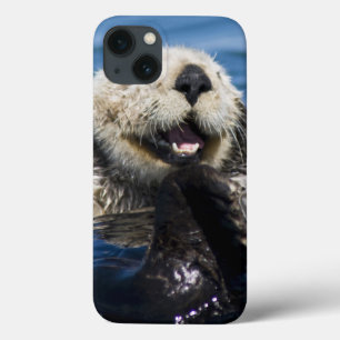 Kalifornischer Seeotter Enhydra lutris) putzt sich title_seo2