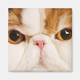 Kaliko-Harlekin-Perser Magnet