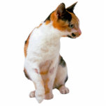 Kaliko-Katze Freistehende Fotoskulptur<br><div class="desc">Diese Fotoskulptur ist von einer schönen Kaliko-Katze. Sie können diesen Entwurf besonders anfertigen und ihn in einer Vielzahl von Größen bestellen. Dieser Kaliko-Katzenentwurf ist auch verfügbar als geformte, Ausschnittmagneten, Verzierungen, Buttone und Schlüsselanhänger.</div>