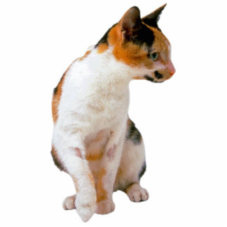 Kaliko-Katze Freistehende Fotoskulptur