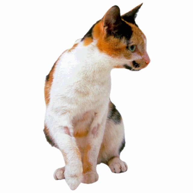 Kaliko-Katze Freistehende Fotoskulptur (Vorne)
