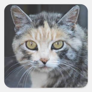 Kaliko-Katzen-Aufkleber Quadratischer Aufkleber