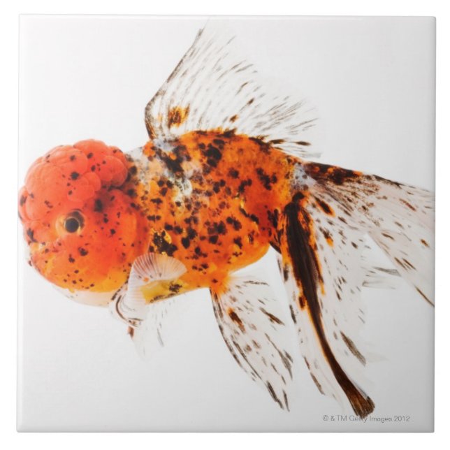 Kaliko lionhead Goldfisch (Carassius auratus) Fliese (Vorderseite)